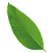 leaf-01