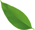 slider-leaf-02