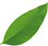 leaf-03
