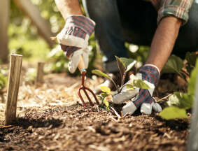 Planting & Garden Design