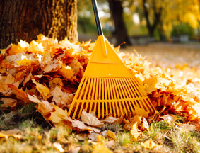Seasonal Clean-Ups