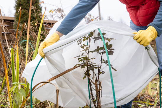 Winter Plant Protection